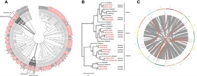 Conservation and divergence of expression of GA2-oxidase homeologs in apple (Malus x domestica Borkh.)